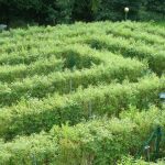 A hedgerow maze